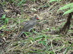 Turdus ignobilis