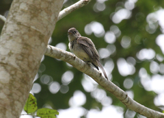 Contopus hispaniolensis