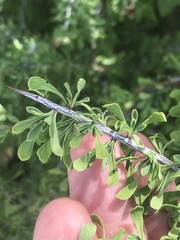 Condalia spathulata