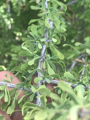 Condalia spathulata