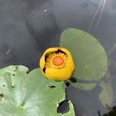 Nuphar × rubrodisca