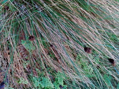 Schoenus nigricans