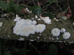 Scytinostroma incrustatum