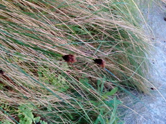 Schoenus nigricans