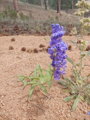 Penstemon glaber
