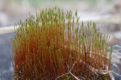 Tetraplodon mnioides