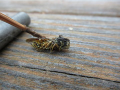 Paranthrene simulans