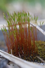 Tetraplodon mnioides