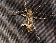 Graphisurus fasciatus