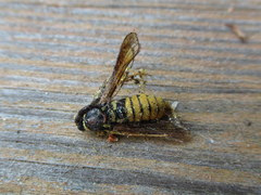 Paranthrene simulans