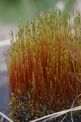 Tetraplodon mnioides