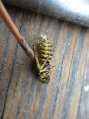 Paranthrene simulans