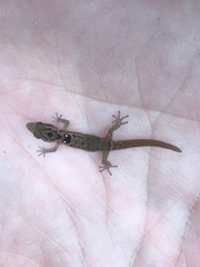 Sphaerodactylus macrolepis