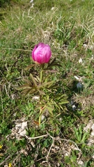 Paeonia officinalis