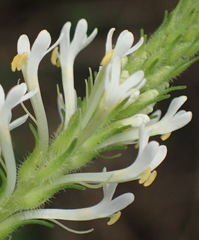 Dischisma ciliatum erinoides
