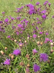 Vernonia texana