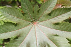 Ricinus communis
