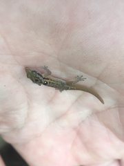 Sphaerodactylus macrolepis