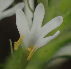 Dischisma ciliatum erinoides