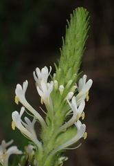 Dischisma ciliatum erinoides