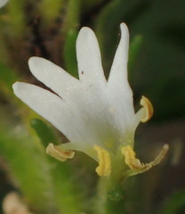 Dischisma ciliatum erinoides