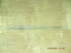 Ctenopharyngodon idella