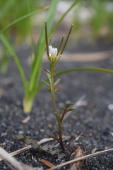 Cardamine umbellata