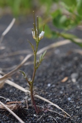 Cardamine umbellata