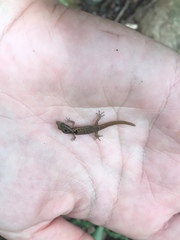 Sphaerodactylus macrolepis