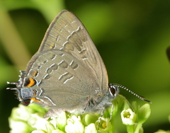 Satyrium
