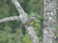 Tyrannus melancholicus