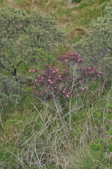 Rosa glauca