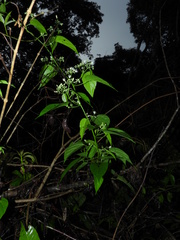 Byttneria catalpifolia