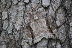Catocala marmorata