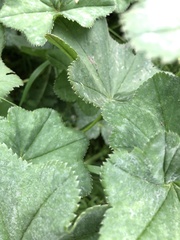 Alchemilla lindbergiana