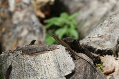 Anolis chlorocyanus