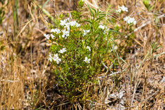 Leptosiphon floribundus glaber