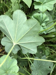 Alchemilla lindbergiana