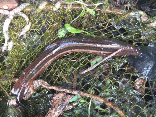 European Weatherfish