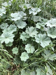 Alchemilla lindbergiana