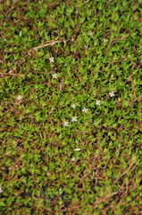 Crassula helmsii