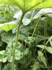 Alchemilla lindbergiana