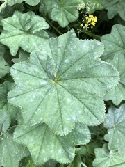 Alchemilla lindbergiana
