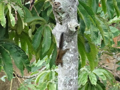 Sciurus pucheranii