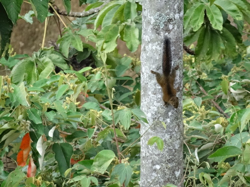 Andean Squirrel