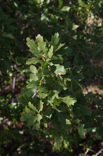 Canyon Live Oak (Quercus vaseyana)