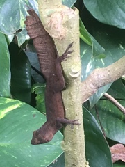 Anolis cristatellus wileyae