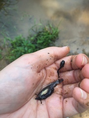 Ameiurus nebulosus