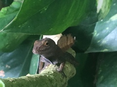 Anolis cristatellus wileyae