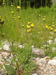 Pilosella lactucella